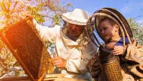 В России ужесточат информирование пчеловодов об обработке полей